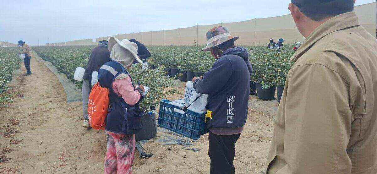 Cuadrilla en surcos